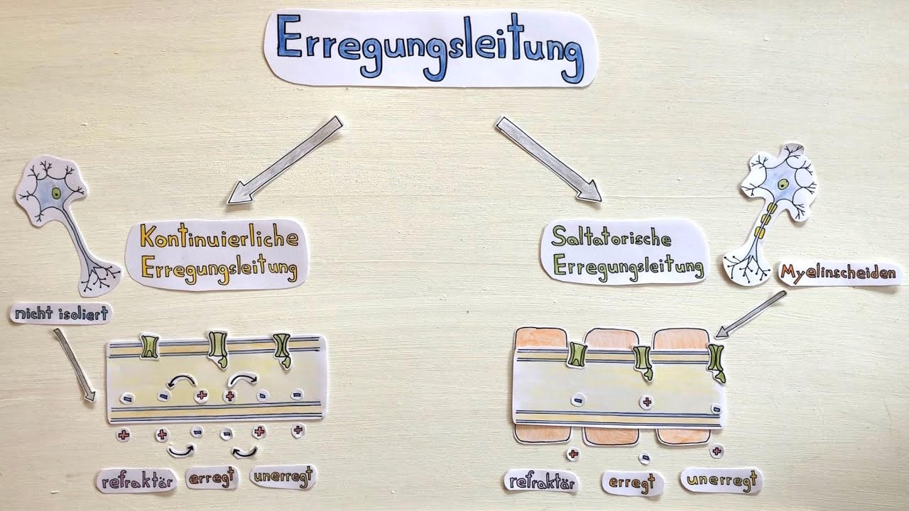 Kontinuierlich Und Saltatorische Erregungsleitung Erregungsleitung am Axon (saltatorische und kontinuierliche