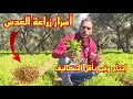 زراعة العدس الرومي والبلدي في المغرب كم تكلفة و انتاج الهكتار 