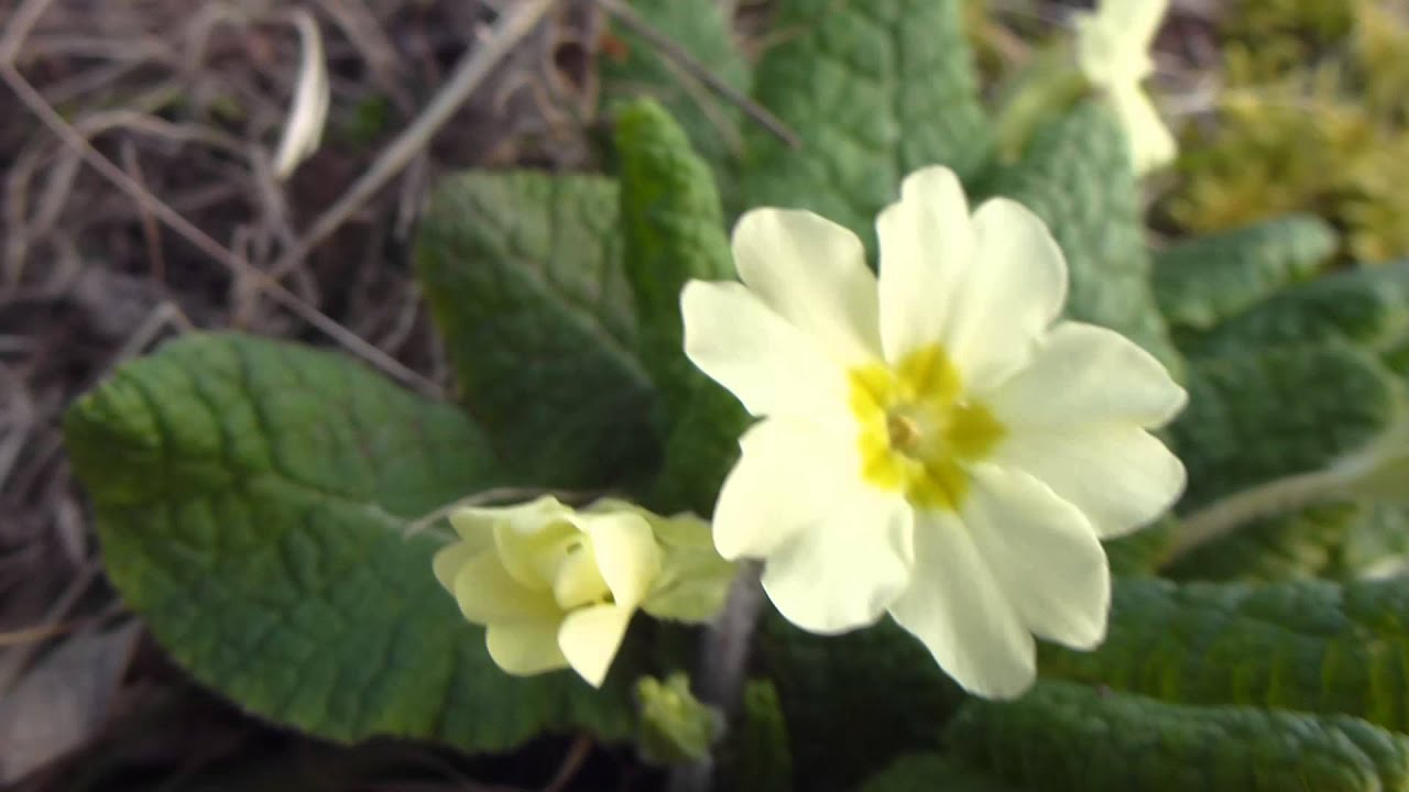 Primula vulgaris -  Primrose - Laufeyjarlykill - Primula - Vorblóm