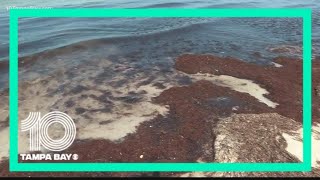 Here's how beer could help battle red tide blooms in Florida
