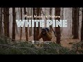 Plant music in nature  white pine