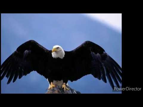 Video: Հետաքրքիր նշաններ թռչունների մասին