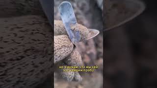 картинка: Серебро на поле с металлодетектором / Silver on the field with metaldetector xp deus 2