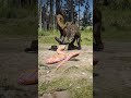 Snake Bites Cougar to Save Man - Unbelievable Hero! RDR2 #shorts
