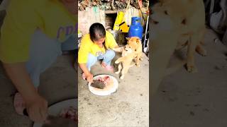 Mother Dog Saves Her Hungry Puppy 🐾 #shorts #viral #trending #pets #dog #doglove #cat