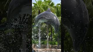 Dolphin 🐬 #cover #singersongwriter #music #vacation #travelvlog #pool #travel #dolphin
