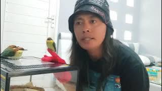 TIPS AGAR BURUNG KIRIK KIRIK BISA FREE FLY/EPS 1