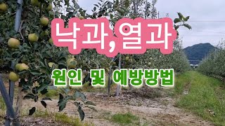 과일 낙과,열과 윈인 및 예방방법