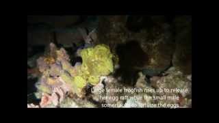 Frogfish Spawning 2014
