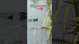 Khaushapur lake view 😍💗 #foryou #viral #recommendedforyou #trending