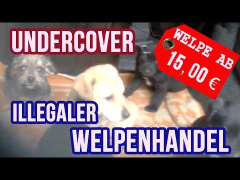 ILLEGALER WELPENHANDEL - Undercover auf der Spur der Welpenmafia