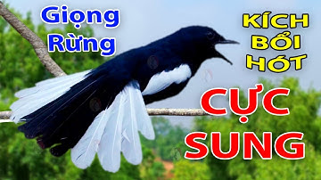 Chòe Than Hót Giọng Rừng - Luyện giọng chòe than hót hay / Kích Trống Căng Lửa hót hay | chòe than