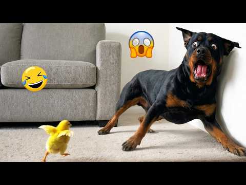 I Wanted a Dog, But God Gave Me a Comedian! 🐶😂| TOP Funny Dog Videos 2026 #4
