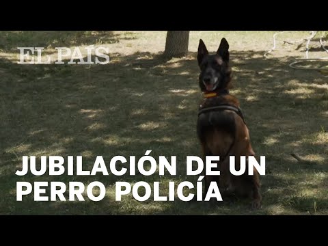 Video: Nueva Estrategia Protege A Los Perros Policía De Las Sobredosis De Opioides