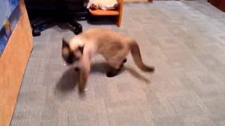 Кот выбирает что лучше: игрушечная собака или пакет/The cat chooses to play Кот выбирает что лучше: игрушечная собака или пакет/The cat chooses to play