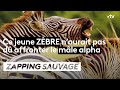 Combat acharné entre deux zèbres  - ZAPPING SAUVAGE