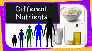Science - Human Food & Nutrients - English