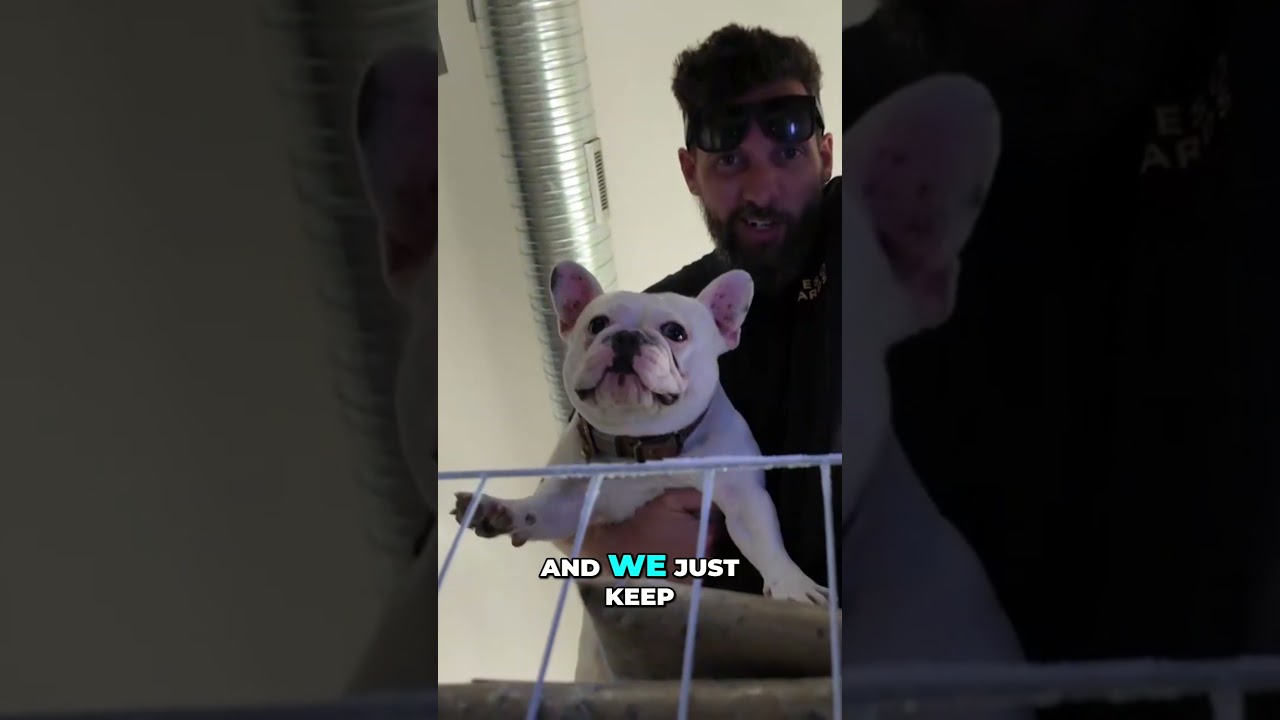 Our Shop Dog Got His First Commercial!