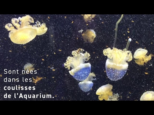 Méduse pélagie - Aquarium La Rochelle