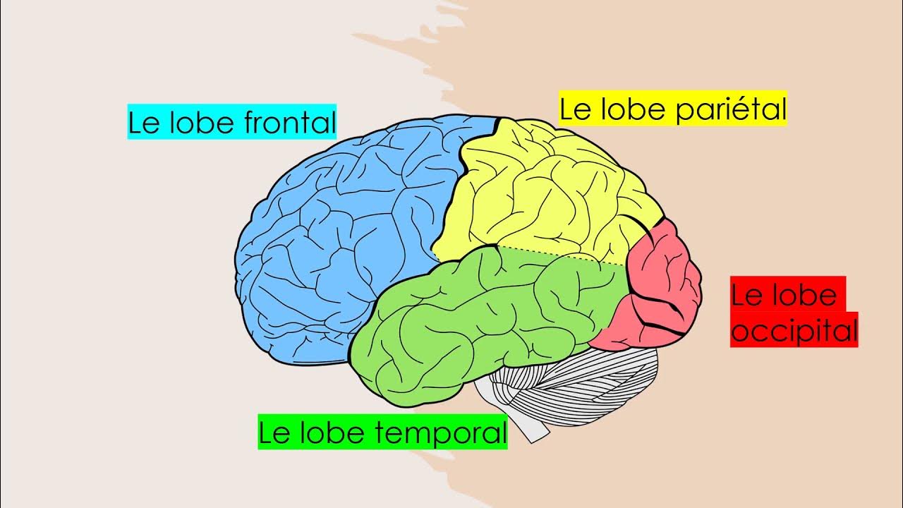 Les aires et fonctions du cerveau YouTube