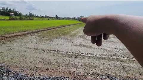 Bán 1200m2 đất lúa ấp 1xã phước tuy cần đước Long An [ đường xe hơi và được chuyển thổ cư ]