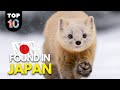 10 UNIQUE Animals Found in Japan 🇯🇵