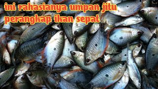 Ini Rahasianya Umpan Jitu Ikan Sepat -322