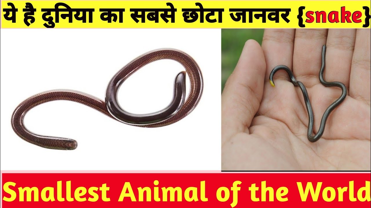 ये है दुनिया का सबसे छोटा जानवर {snake} World smallest animal {snake} 