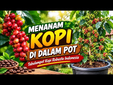 Growing Coffee in Pots || Potted Coffee Plants Part 1