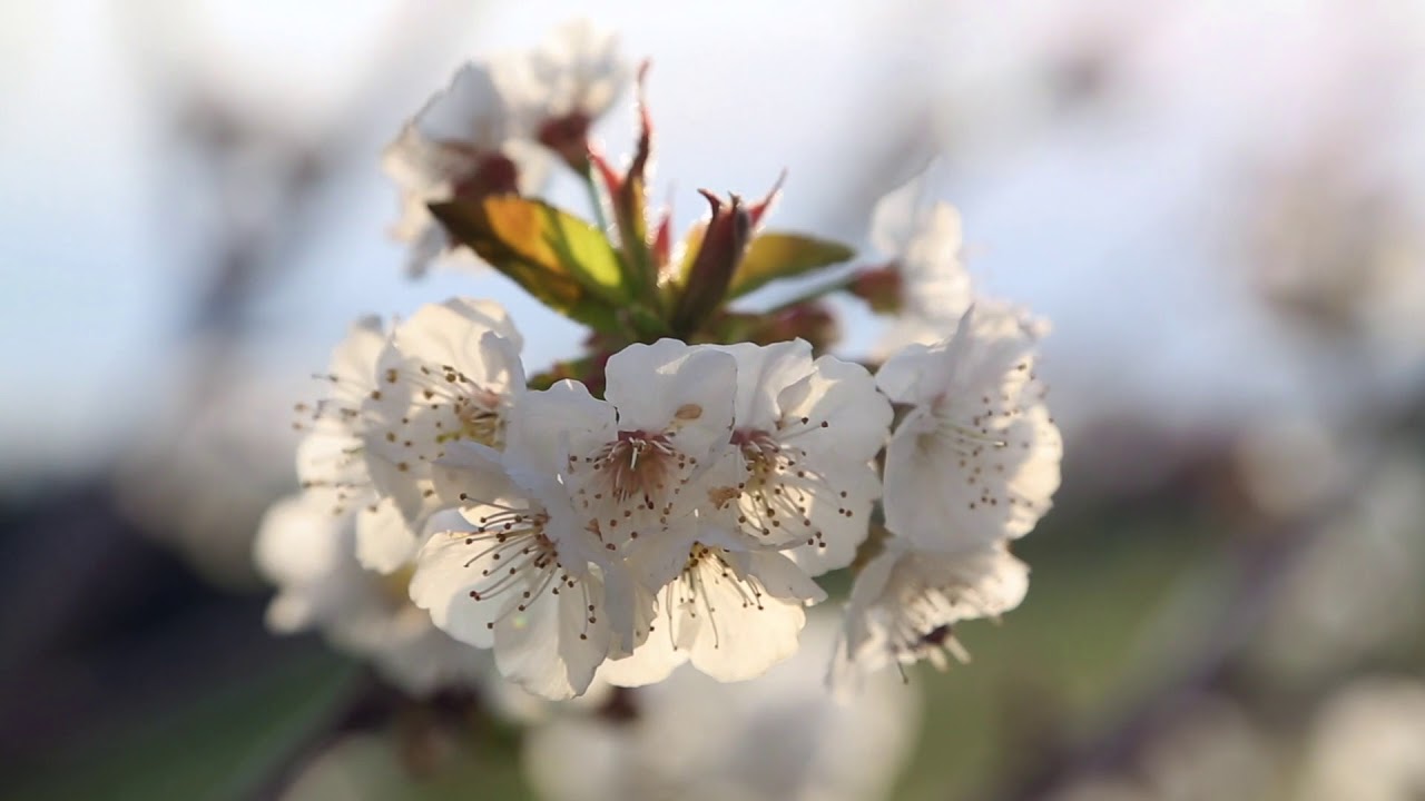 Killini Plot for Sale