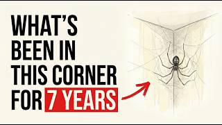The Spider in Your Wall Has Been There for Seven Years — And It's Not the Same One You Think