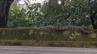 Huge Indian python (python molurus )rescue from Temple wall.