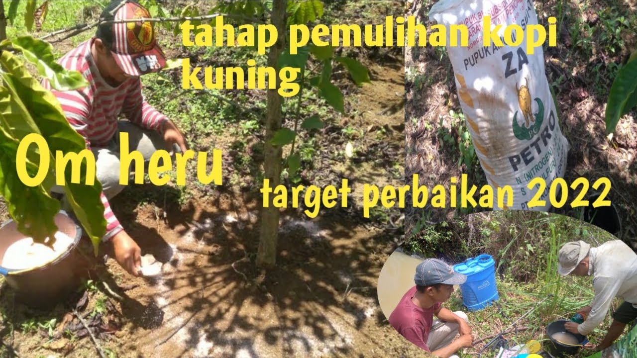 tahap #pemulihan kopi#kuning #kebun kopi om heru