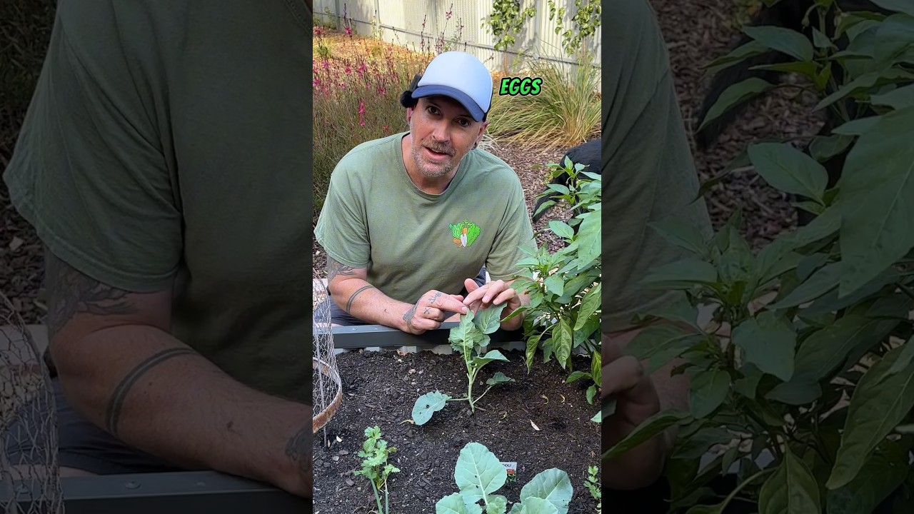 Cabbage white butterfly prevention.