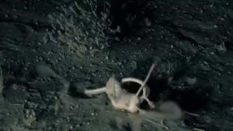 Rat Vs Snake || Animal War || Snake and Cat video || Slow Motion video