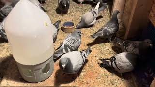Pigeon racing # talking #pigeon#helpout#newmembers