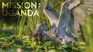 Eines der SELTENSTEN Tiere der Welt: Der Shoebill  Mission: Uganda | Robert Marc Lehmann