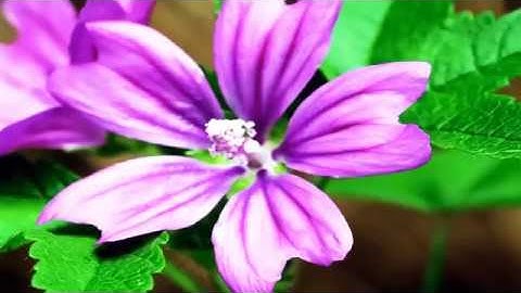 صوت من الجنه ،، أجمل تلاوة خاشعة للشيخ عبد الباسط عبدالصمد 🎥