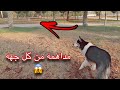 كنا بنسوي تحدي قوي مع جاك لكن هجموا علينا كلاب 😱