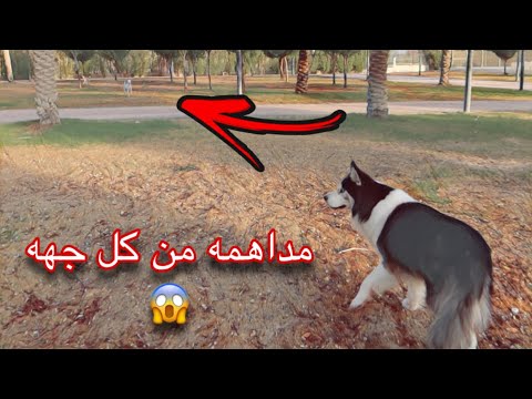 كنا بنسوي تحدي قوي مع جاك لكن هجموا علينا كلاب