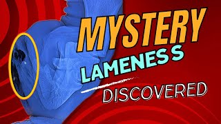 Mystery Lameness Discovered AND IT’S GOOD NEWS! (Vet Visit Vlog)