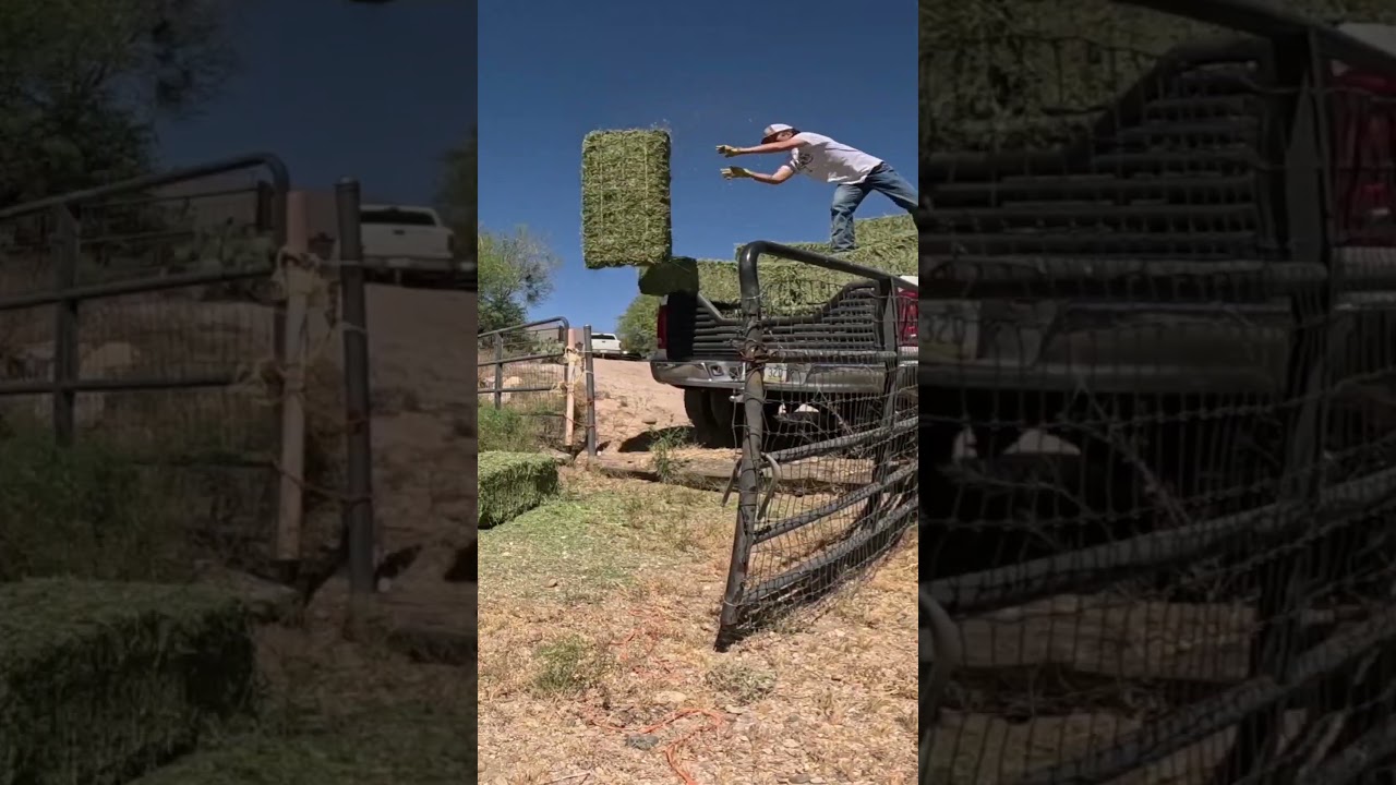 Unloading Hay With A Bounce Bale! HAY HACK 🤣