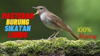 MASTERAN BURUNG SIKATAN LONDO MERDU