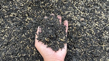 TẬP 1 - HƯỚNG DẪN TRỒNG HOA VẠN THỌ TẾT 2026 | CHỌN GIÁ THỂ (CHẤT TRỒNG)