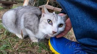 When I went to the park, a stray cat came out of the house