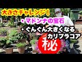 ◆【あのお花どうなった！？】マドンナの宝石＆ぐんぐん大きくなるカリブラコア！