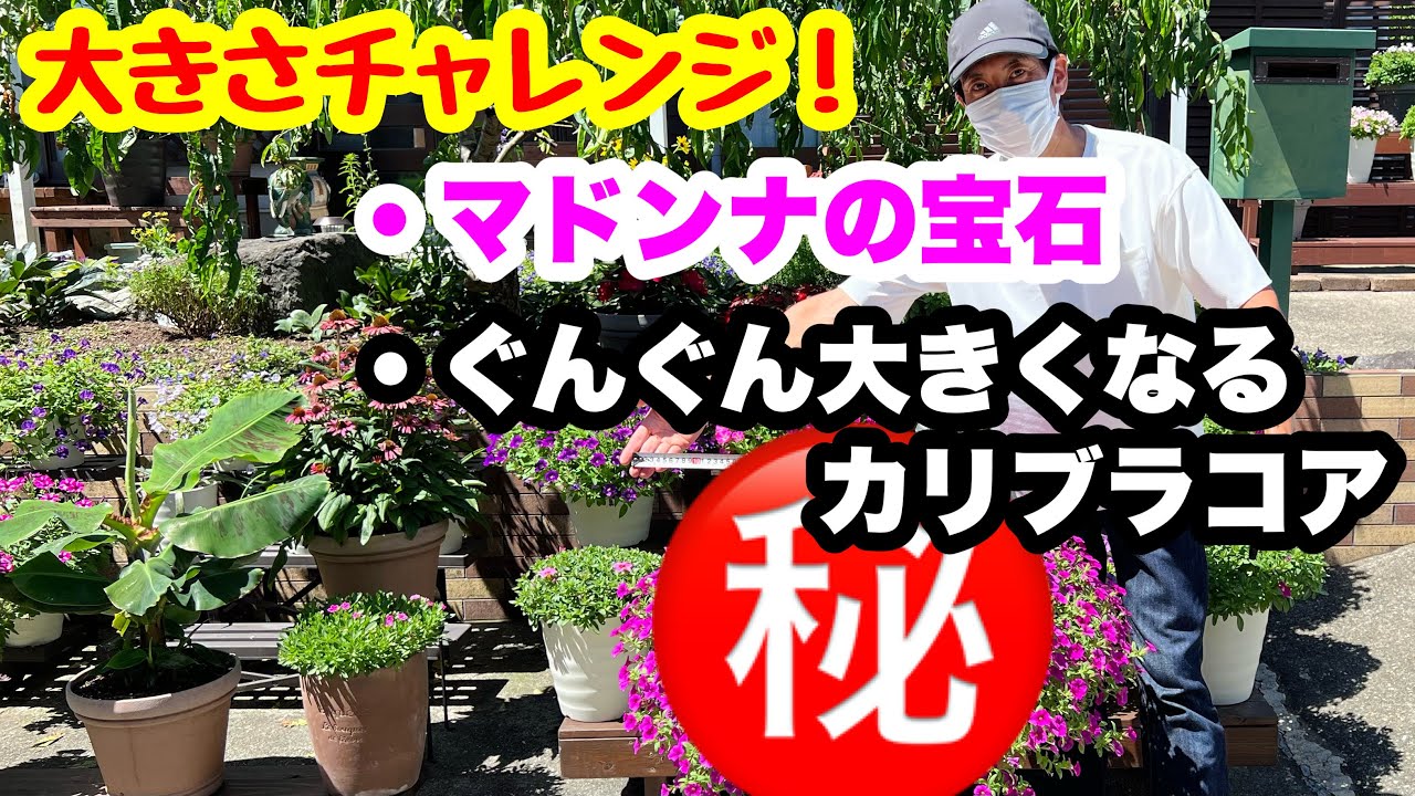 ◇【What happened to that flower!?】Madonna's jewel & the rapidly