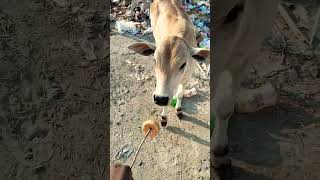 🕉️🥹🐄🍞👍🙏#bollywood#cover#trending#indiancow#shravanseva#gullyra#song#cow#youtubeshorts#gaumat#bolly#c