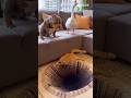 EVERY PET REACTS THE SAME WAY 😱 #shorts #illusion #funny