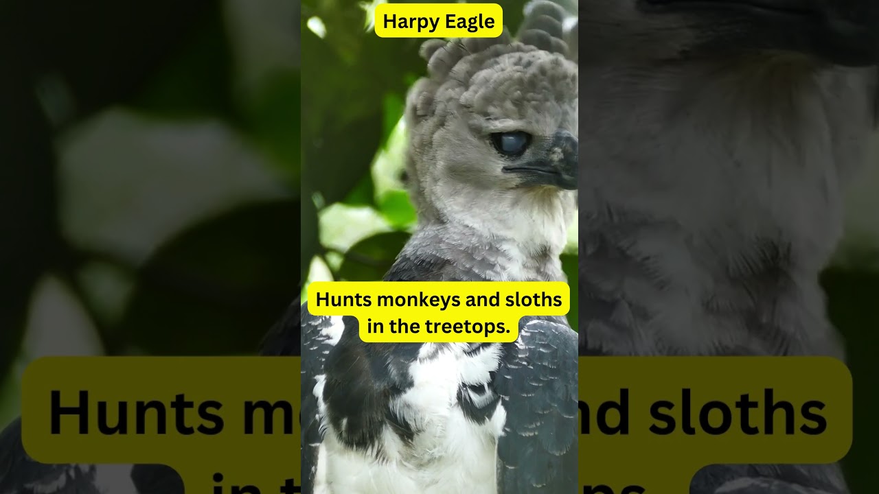 Daily Animal Tidbits:  Harpy Eagle